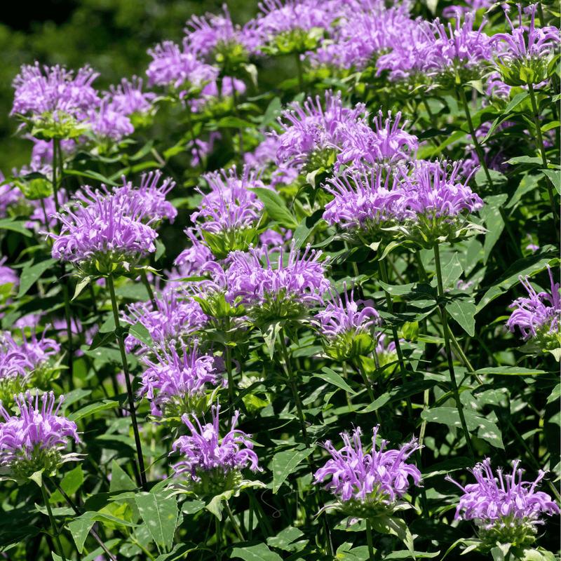 Load image into Gallery viewer, Wild Bergamot Bee Balm (Mintleaf) – 100 Seeds
