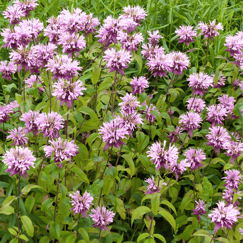 Load image into Gallery viewer, Wild Bergamot Bee Balm (Mintleaf) – 100 Seeds
