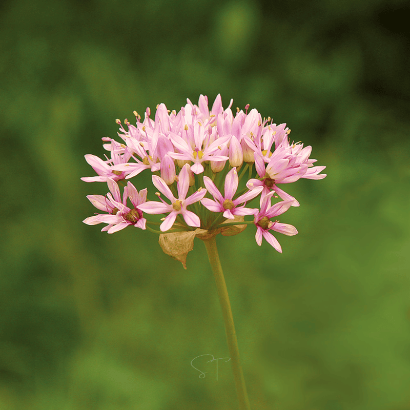 Load image into Gallery viewer, Wild Garlic – 25 Seeds
