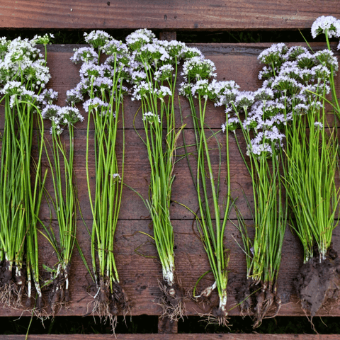 Wild Garlic 25 Seeds