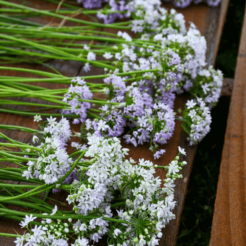 Load image into Gallery viewer, Wild Garlic – 25 Seeds
