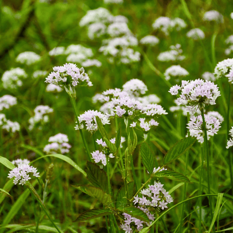 Wild Garlic – 25 Seeds, additional product view 2