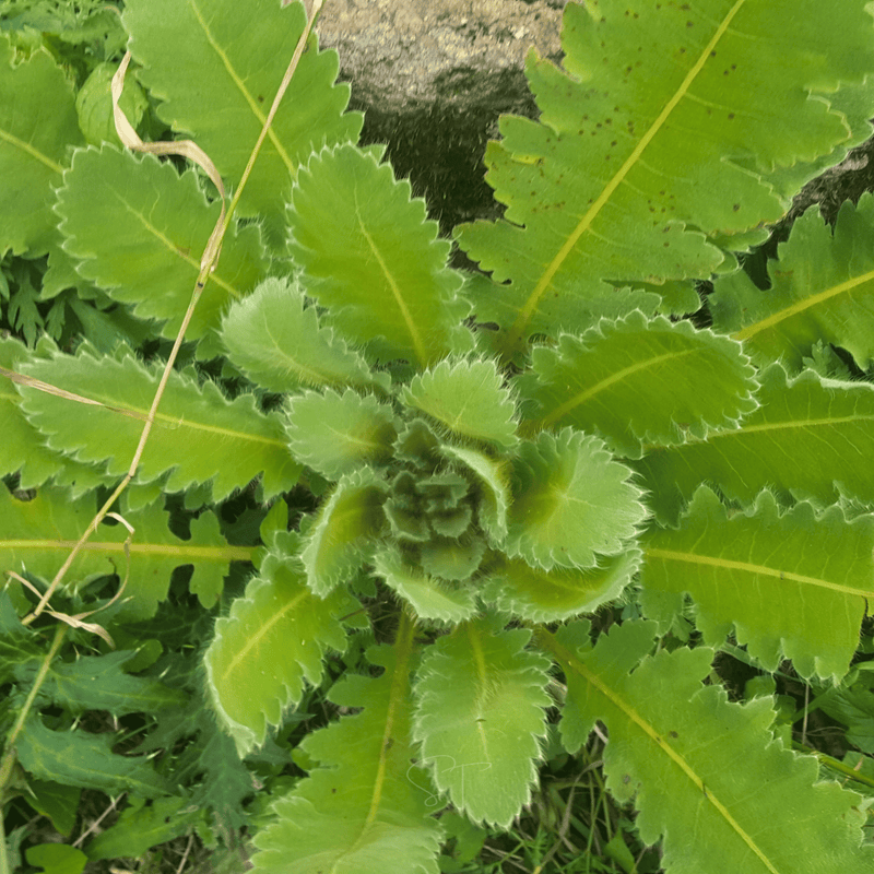 Load image into Gallery viewer, Wild Lettuce – 20 Seeds
