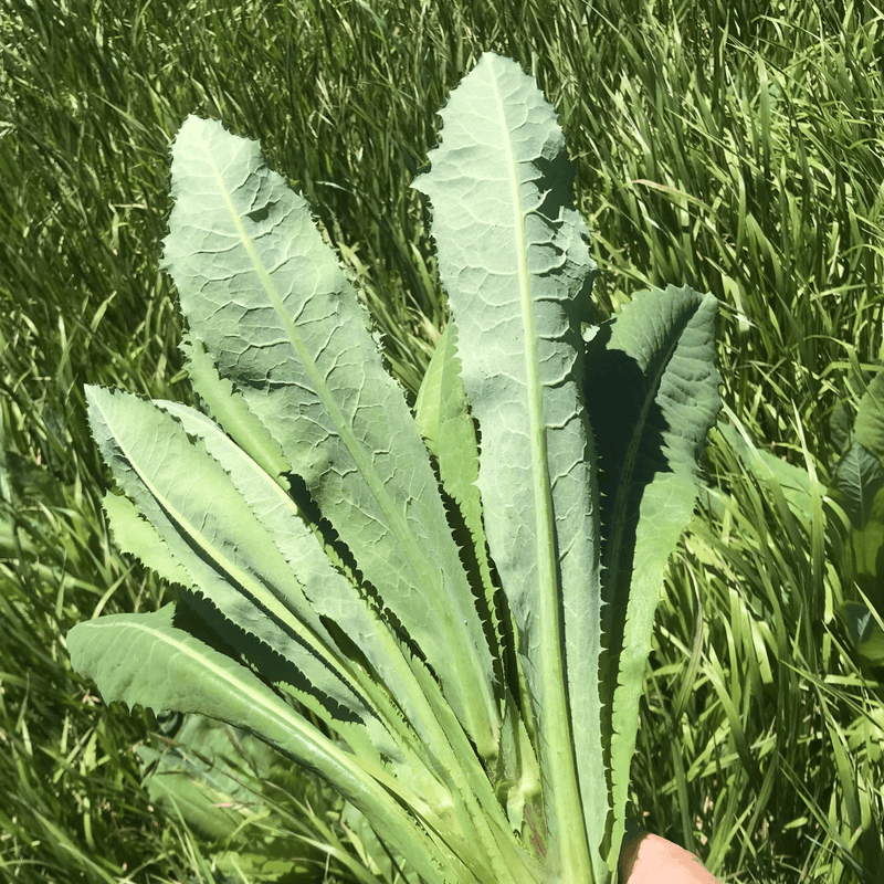 Load image into Gallery viewer, Wild Lettuce – 20 Seeds
