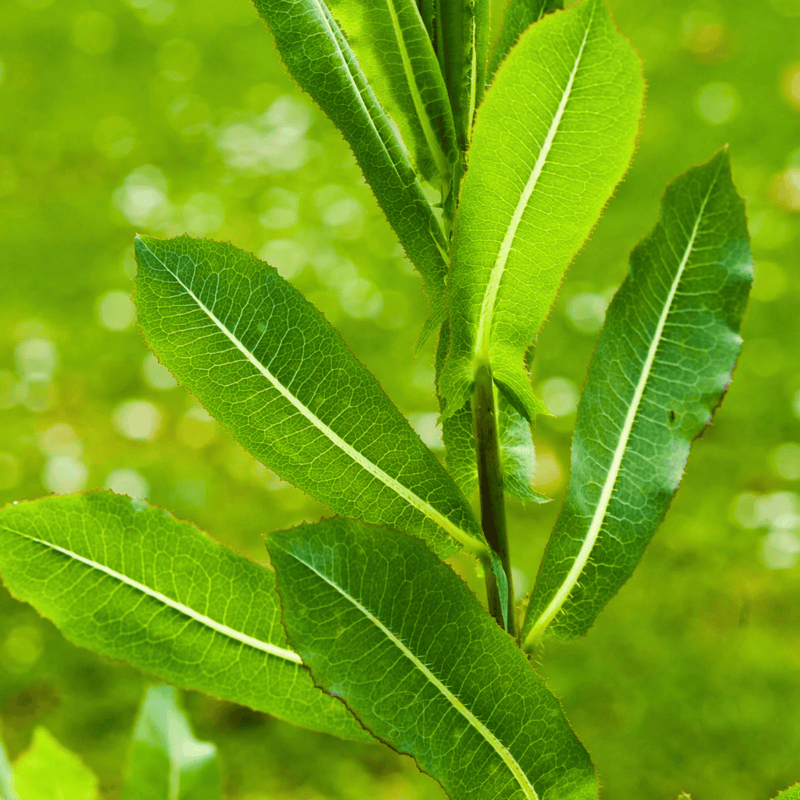 Load image into Gallery viewer, Wild Lettuce – 20 Seeds
