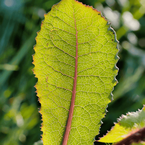 Wild Lettuce 20 Seeds