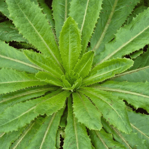 Wild Lettuce – 20 Seeds, additional product view 2