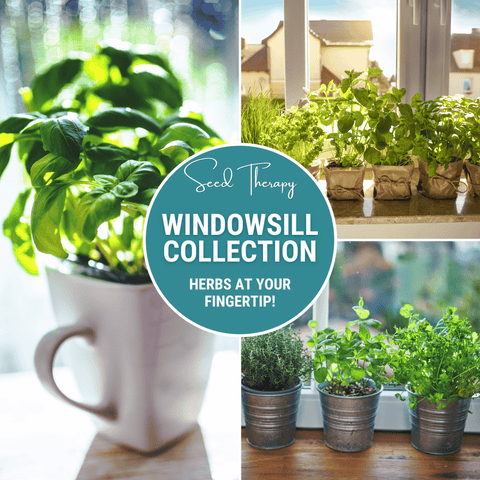Windowsill Herb Seed Collection 6 Culinary Herbs