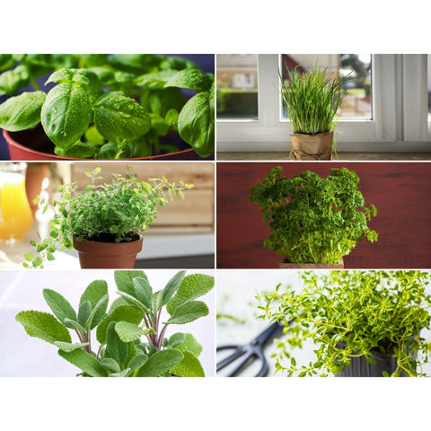 Windowsill Herb Seed Collection – 6 Culinary Herbs, additional product view 2