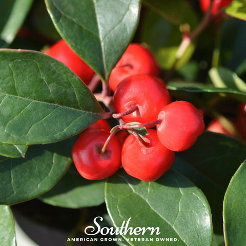 Wintergreen Teaberry 20 Seeds