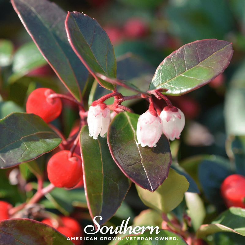 Load image into Gallery viewer, Wintergreen (Teaberry) – 20 Seeds
