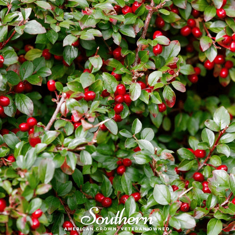 Wintergreen (Teaberry) – 20 Seeds, additional product view 2