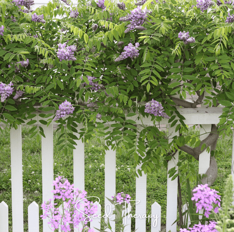 American Wisteria – 5 Seeds, additional product view 2