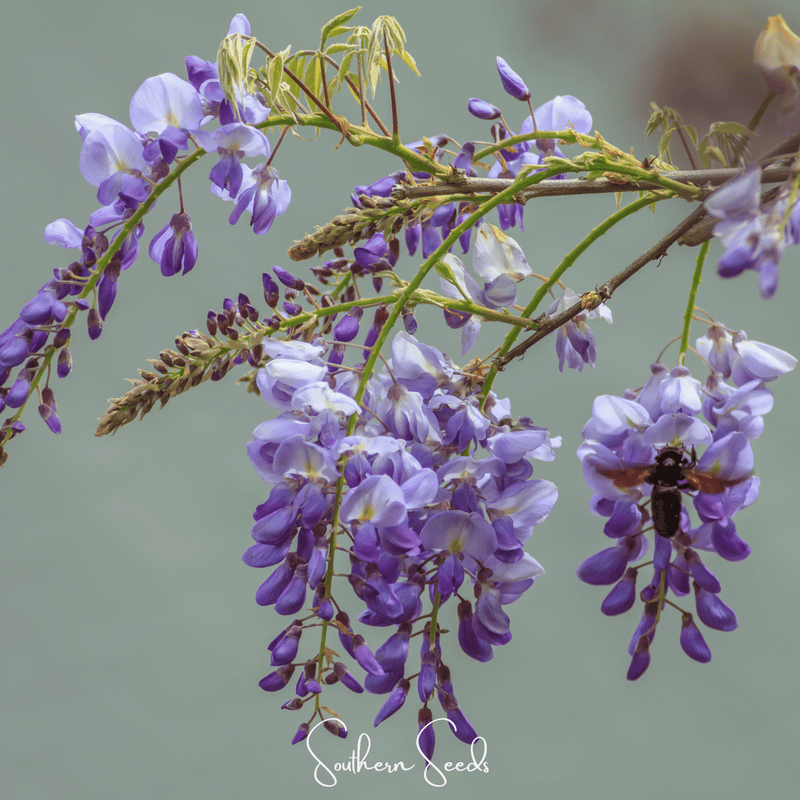 Load image into Gallery viewer, American Wisteria – 5 Seeds
