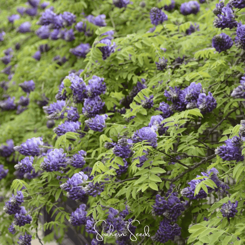 Load image into Gallery viewer, American Wisteria – 5 Seeds
