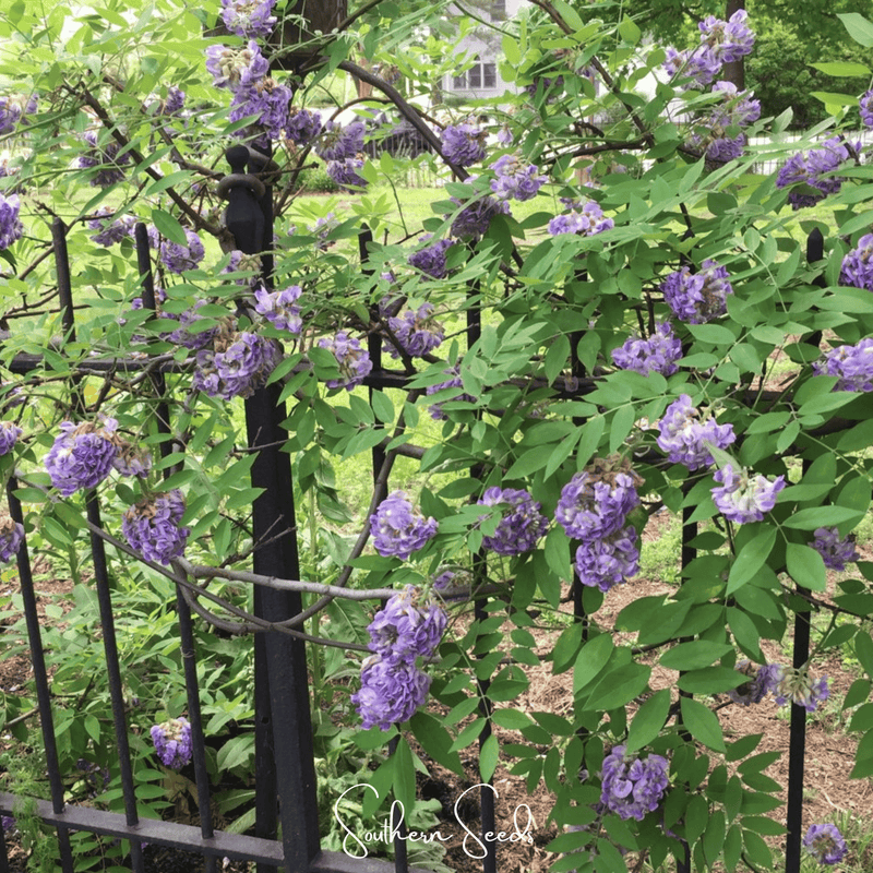 Load image into Gallery viewer, American Wisteria – 5 Seeds
