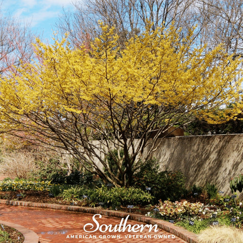 Witch Hazel – 5 Seeds, additional product view 2