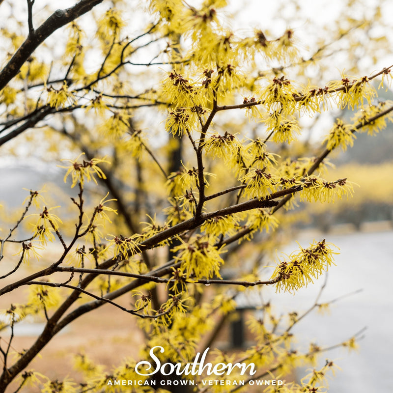 Load image into Gallery viewer, Witch Hazel – 5 Seeds

