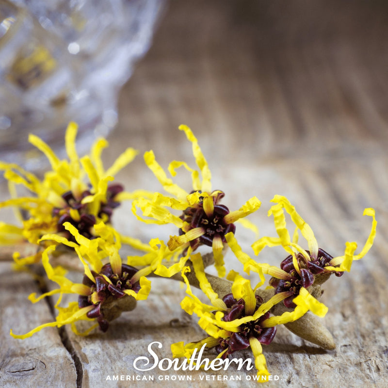 Load image into Gallery viewer, Witch Hazel – 5 Seeds
