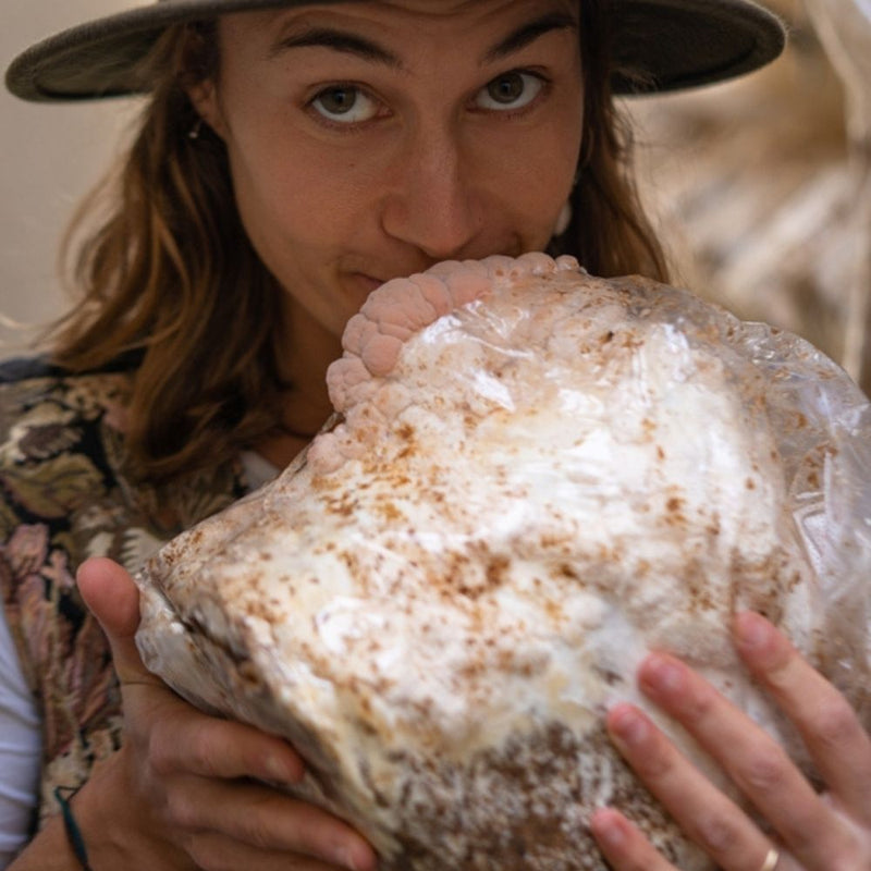 Load image into Gallery viewer, Lion's Mane Mushroom Grow Kit Fruiting Block - 5 LBS
