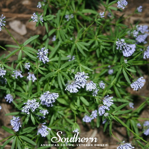 Blue Woodruff – 50 Seeds, additional product view 2