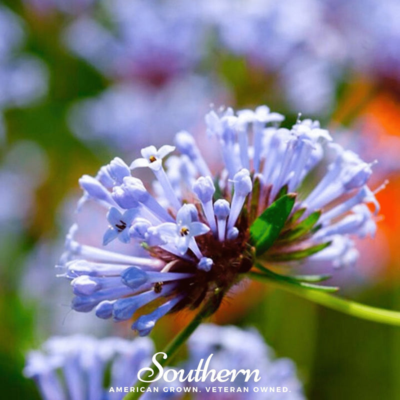 Load image into Gallery viewer, Blue Woodruff – 50 Seeds
