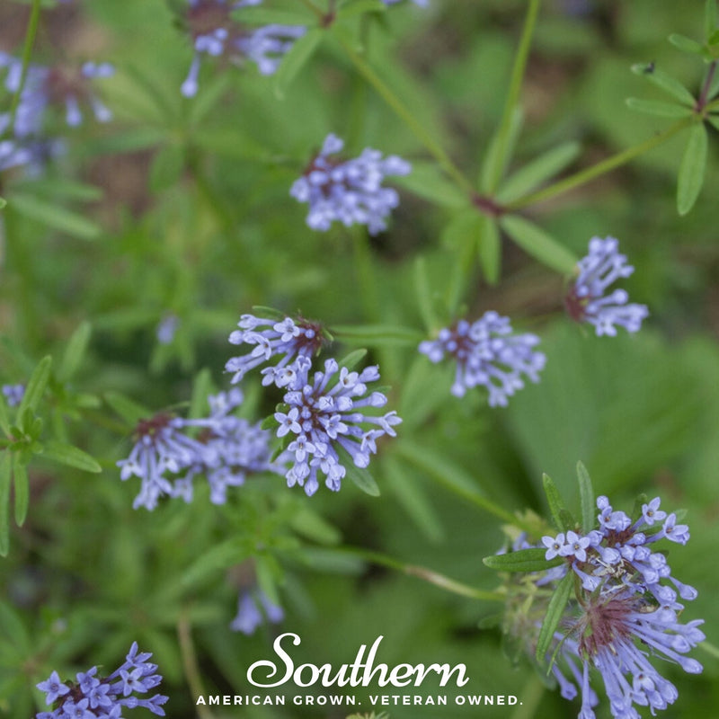 Load image into Gallery viewer, Blue Woodruff – 50 Seeds
