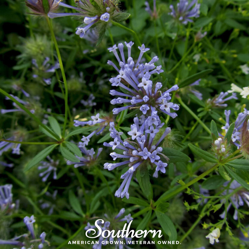 Load image into Gallery viewer, Blue Woodruff – 50 Seeds
