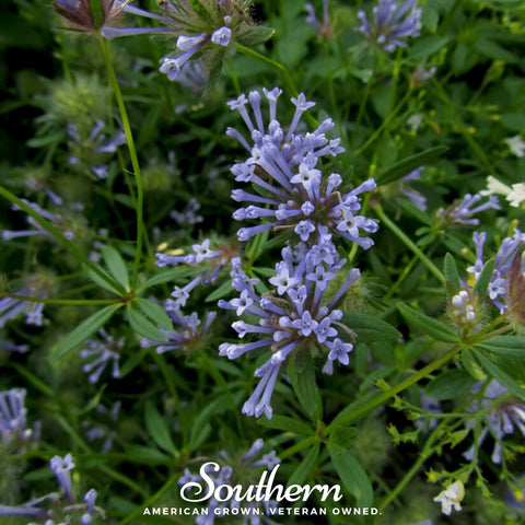 Blue Woodruff seeds package, 50 count, GrowTime Garden Supply