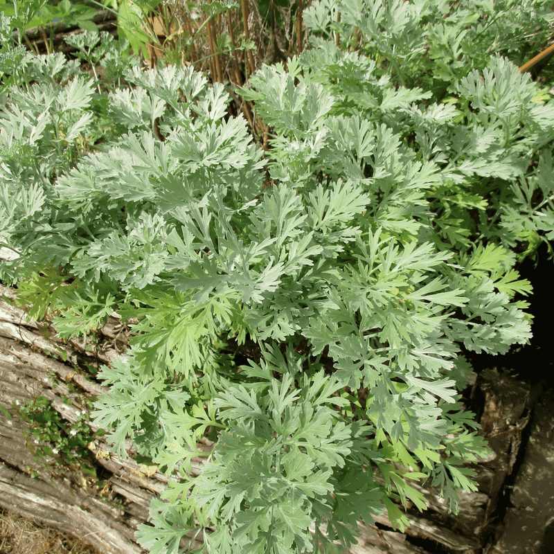 Load image into Gallery viewer, Wormwood – 200 Seeds
