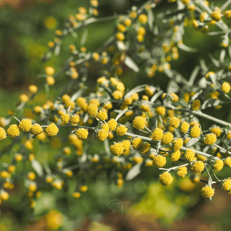Load image into Gallery viewer, Wormwood – 200 Seeds
