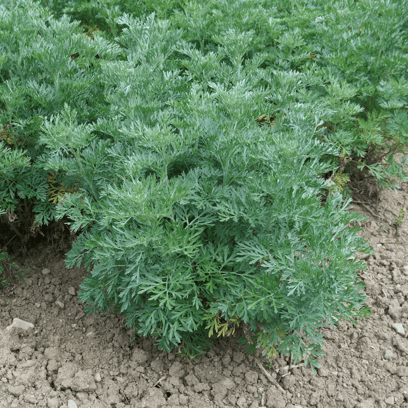 Load image into Gallery viewer, Wormwood – 200 Seeds
