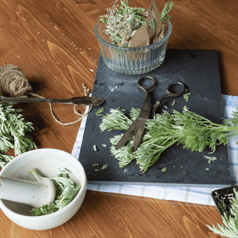 Load image into Gallery viewer, Wormwood – 200 Seeds
