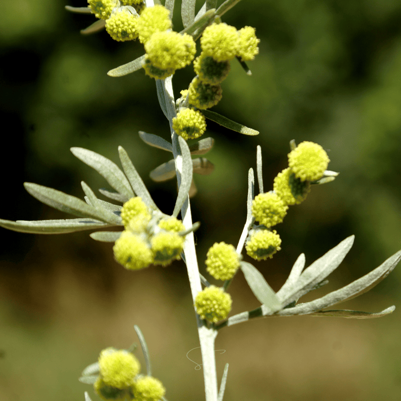 Load image into Gallery viewer, Wormwood – 200 Seeds
