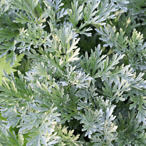 Wormwood seeds package, 200 count, GrowTime Garden Supply