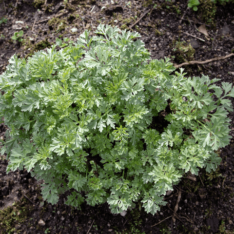 Wormwood – 200 Seeds, additional product view 2