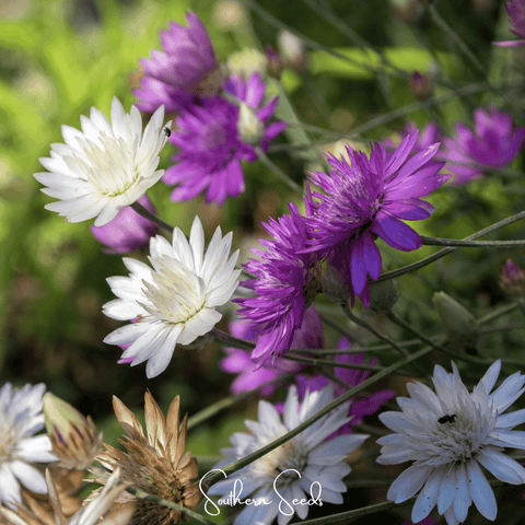 Immortelle Mix Xeranthemum 100 Seeds