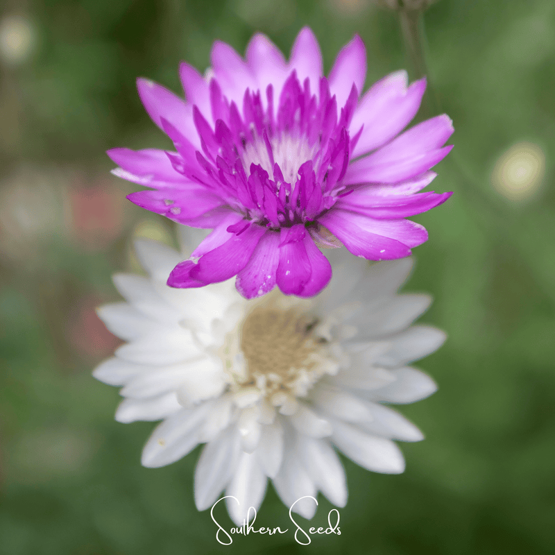 Load image into Gallery viewer, Immortelle Mix Xeranthemum – 100 Seeds
