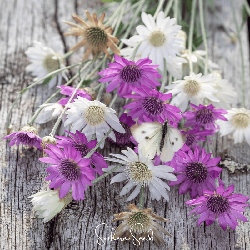 Load image into Gallery viewer, Immortelle Mix Xeranthemum – 100 Seeds
