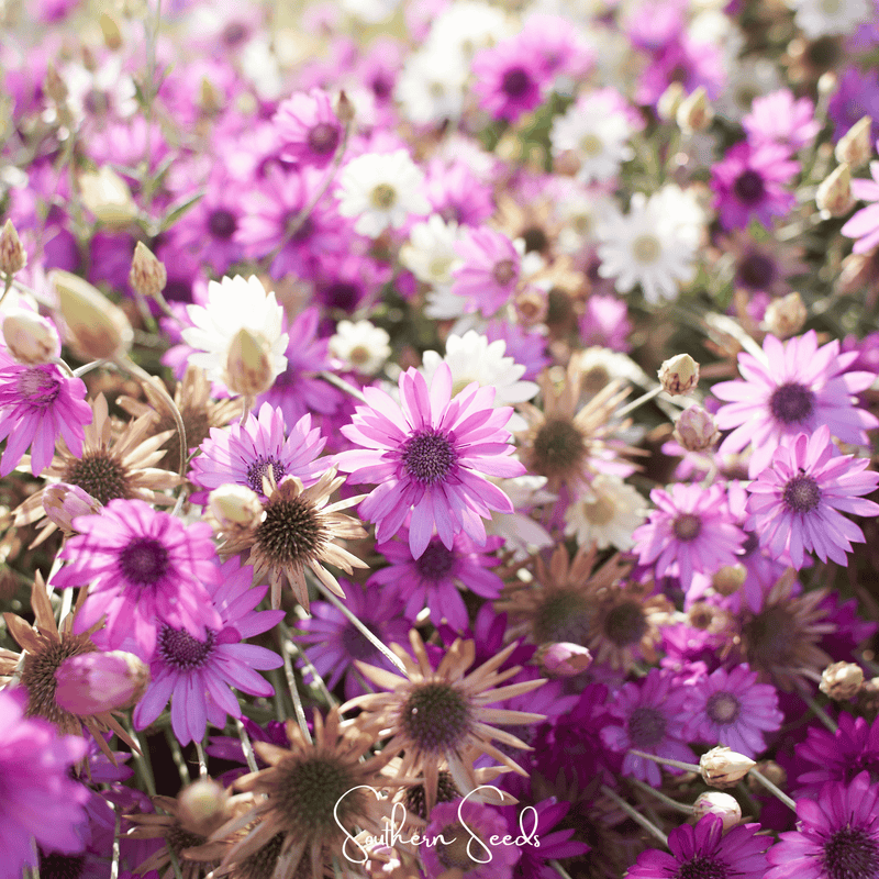 Load image into Gallery viewer, Immortelle Mix Xeranthemum – 100 Seeds
