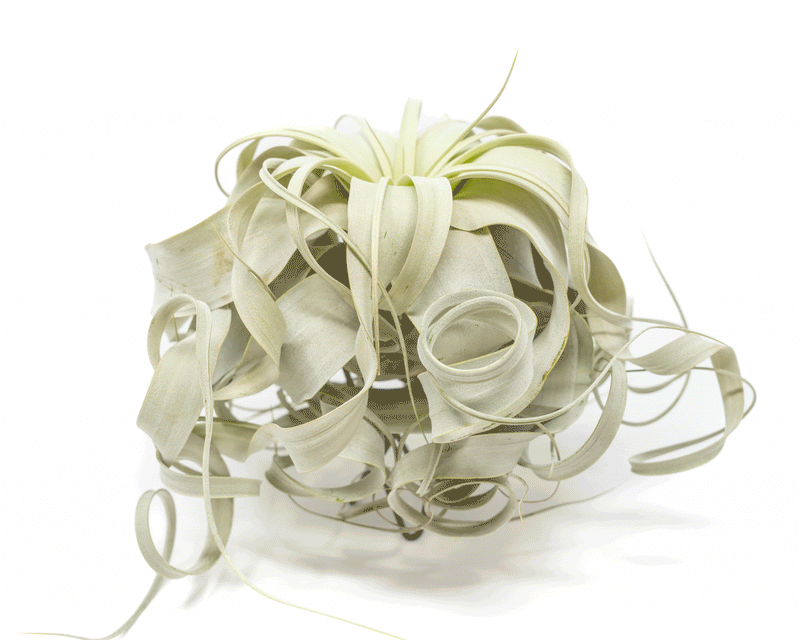 Load image into Gallery viewer, Special Curly Tillandsia Xerographica - Limited Quantities / 6-8 Inches Wide
