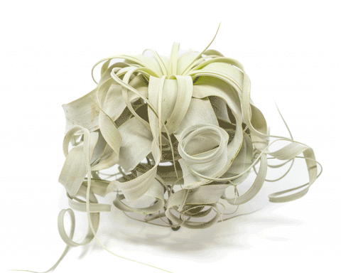 Special Curly Tillandsia Xerographica