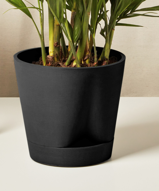 Bird of Paradise Luxe