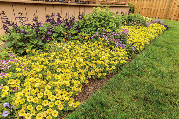 Load image into Gallery viewer, Supertunia Mini Vista® Yellow Petunia
