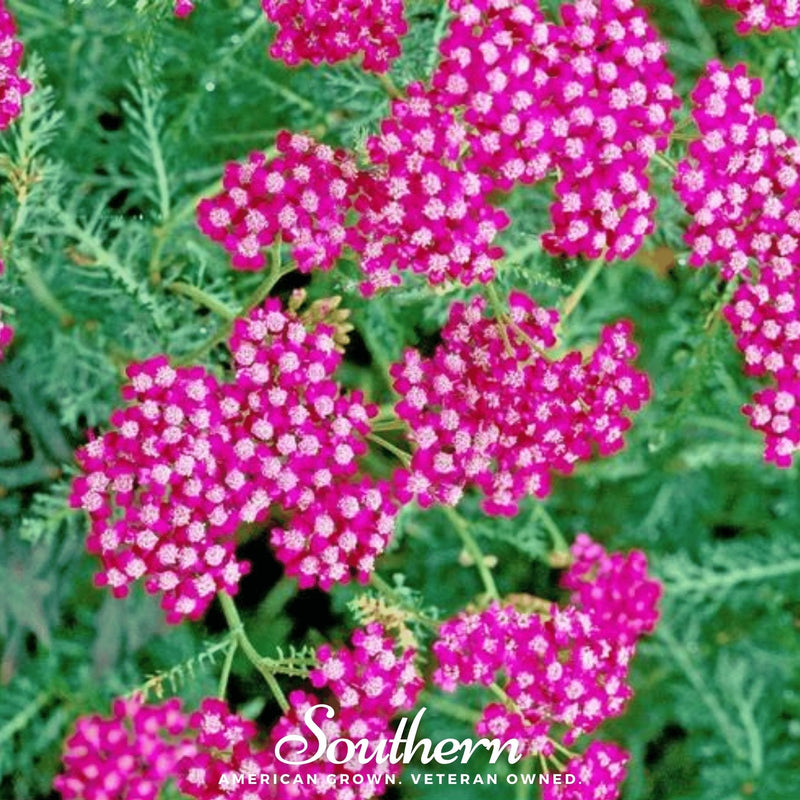 Load image into Gallery viewer, Cerise Queen Yarrow – 50 Seeds
