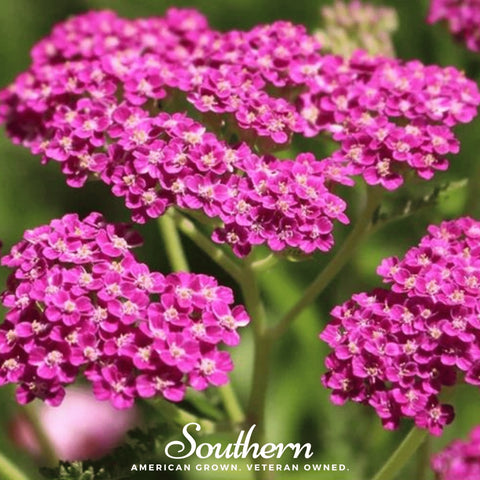 Cerise Queen Yarrow – 50 Seeds, additional product view 2