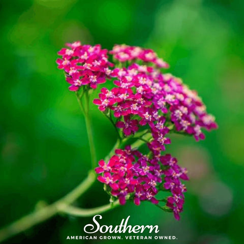 Cerise Queen Yarrow 50 Seeds