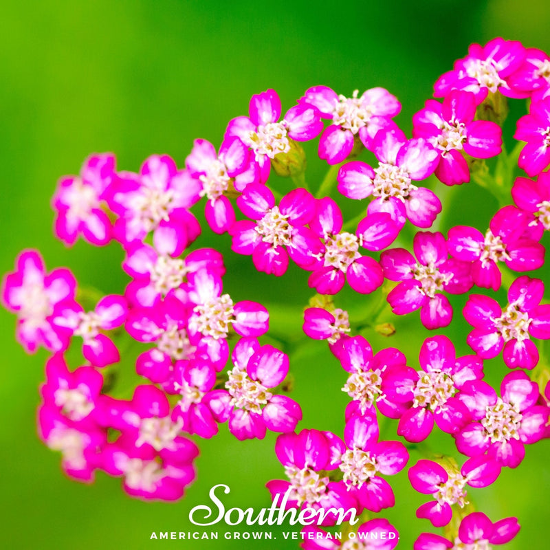 Load image into Gallery viewer, Cerise Queen Yarrow – 50 Seeds
