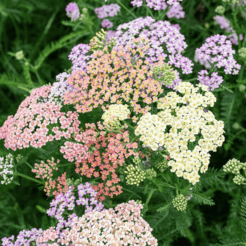 Load image into Gallery viewer, Colorado Yarrow Mix – 50 Seeds
