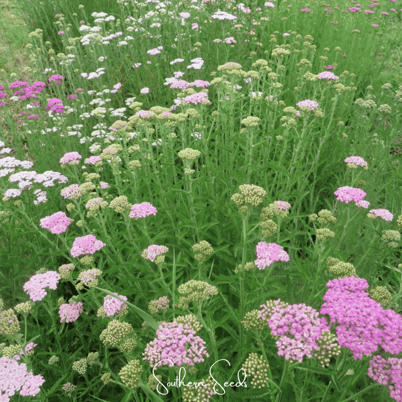 Load image into Gallery viewer, Colorado Yarrow Mix – 50 Seeds
